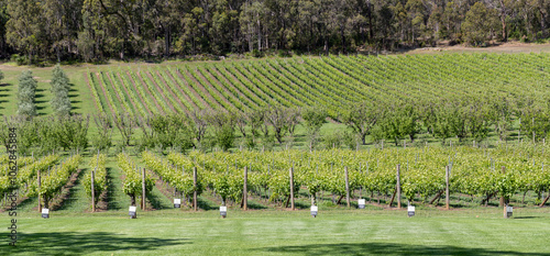 Beautiful well kept vineyard and orchard with olive and fruit trees. Western Australia. photo