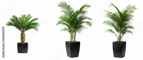 A collection of three potted palm plants displayed in black pots, showcasing different heights and styles for decorative purposes. photo