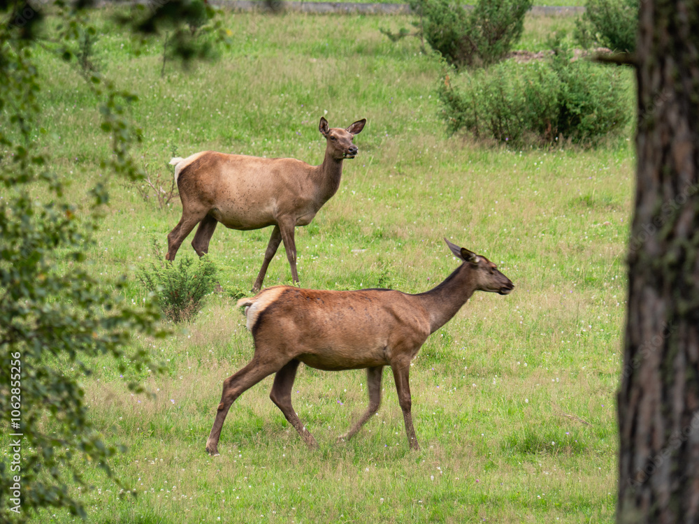 The Southern Urals, Bashkir State Nature Reserve. A herd of red deer (Cervus elaphus sibiricus) in a pen. The Southern Urals, Bashkir State Nature Reserve. A herd of red deer (Cervus elaphus sibiricus) in a pen.