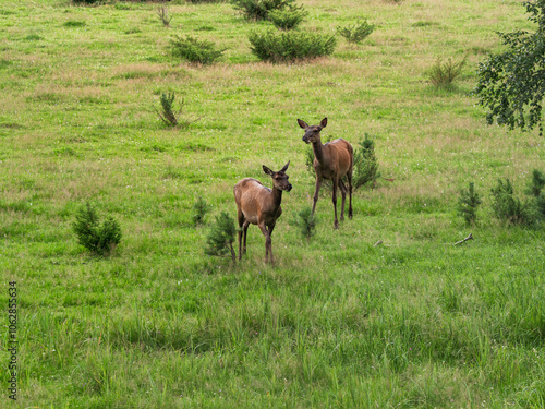 The Southern Urals, Bashkir State Nature Reserve. A herd of red deer (Cervus elaphus sibiricus) in a pen.