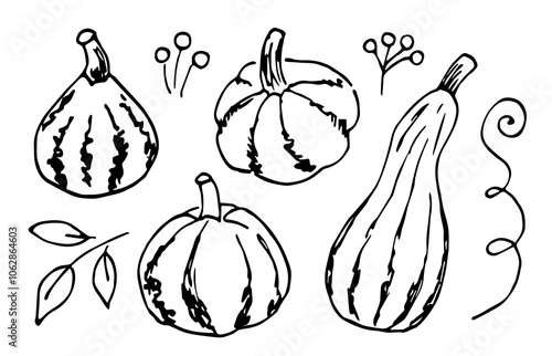Set of pumpkins of different shapes, autumn harvest, vegetable. Food, nature. Vector drawing with black outline.