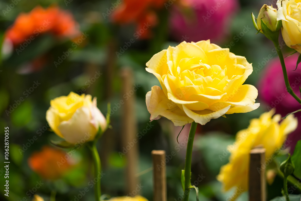 Beautiful Pink Rose in Full Bloom with Lush Green Leaves in a Garden Setting Beautiful Pink Rose in Full Bloom with Lush Green Leaves in a Garden Setting