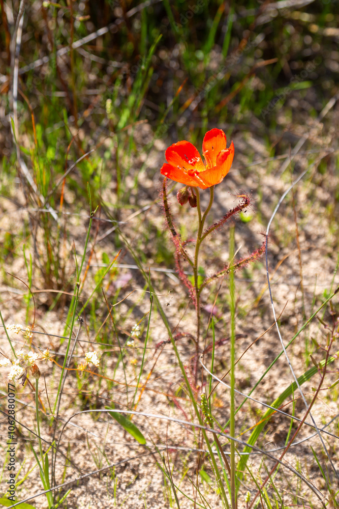 The red flowered form of the Sundew Drosera cistiflora (a carnivorous plant) in natural habitat in the Western Cape of South Africa The red flowered form of the Sundew Drosera cistiflora (a carnivorous plant) in natural habitat in the Western Cape of South Africa