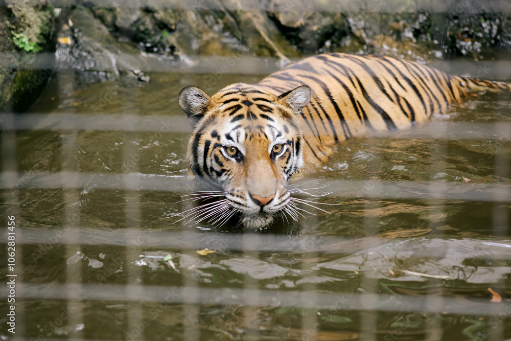 Tiger Swimming in Water at the Zoo Tiger Swimming in Water at the Zoo