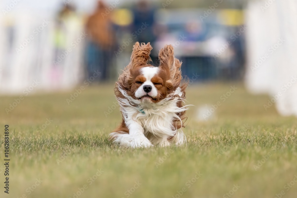Cavalier King Charles Spaniel Running Lure Course Sprint Dog Sport