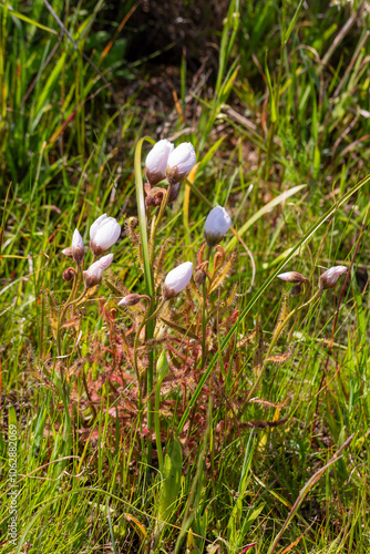 Carnivorous plants: flowering Sundew (Drosera cistiflora) in natural habitat near Darling