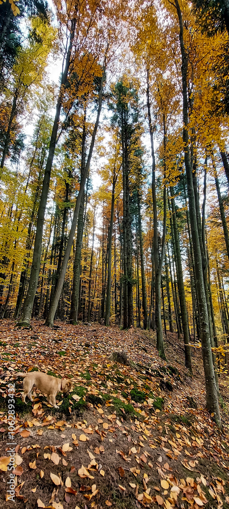 Landscapes - Forest - Europe, Romania, Suceava region Landscapes - Forest - Europe, Romania, Suceava region