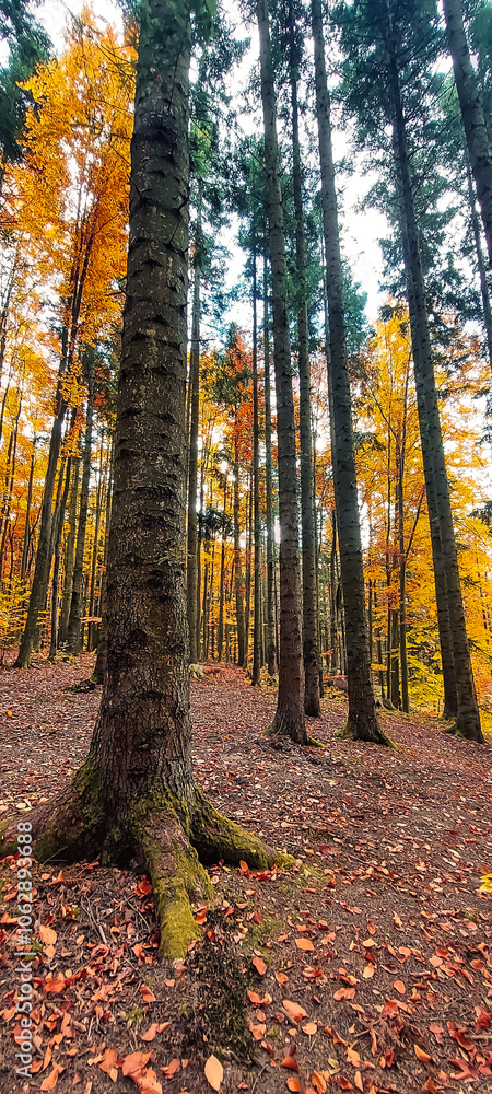 Landscapes - Forest - Europe, Romania, Suceava region Landscapes - Forest - Europe, Romania, Suceava region