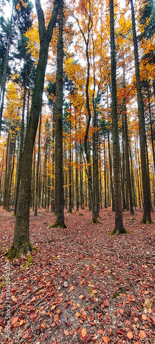 Landscapes - Forest - Europe, Romania, Suceava region