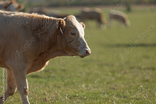 Obraz na płótnie Close up head portrait of cow. Calm animal taken from below. Side face w salonie