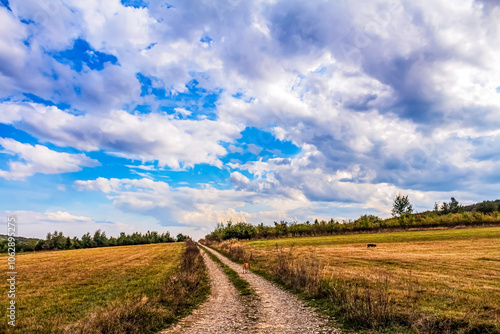 Landscapes - Forest - Europe, Romania, Suceava region