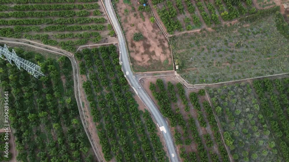Aerial view of three people exercising on a rural road bordered by orange groves, with a nearby power line tower Aerial view of three people exercising on a rural road bordered by orange groves, with a nearby power line tower