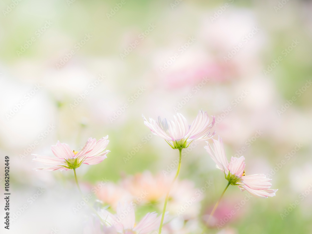 Obraz premium 秋の公園や花壇を彩るコスモスのある風景。背景。自然風景素材。