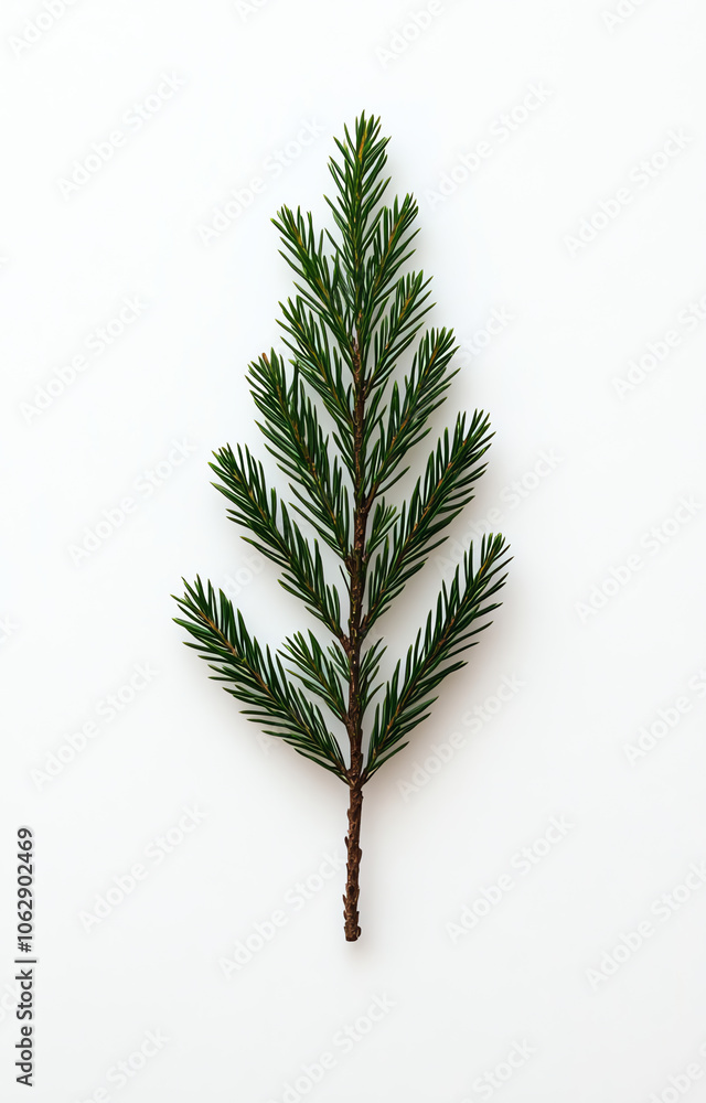 Minimalistic Christmas Fir Branch on White Background Minimalistic Christmas Fir Branch on White Background