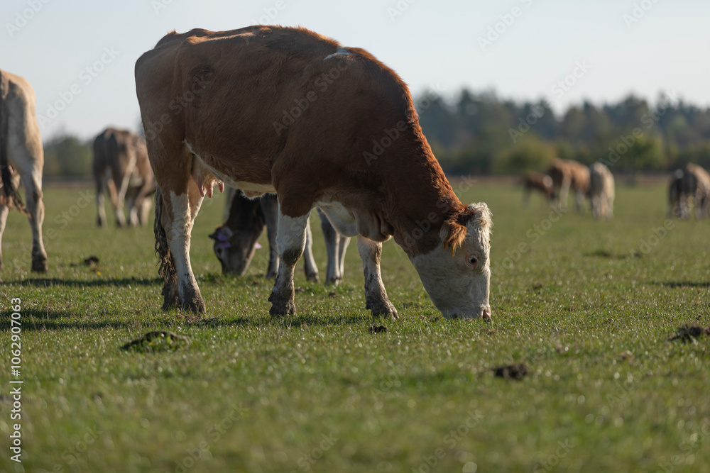 Red mottled cow grazing grass on pasture in the middle of membered herd. Beautiful sunny day.