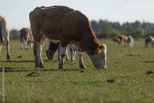 Obraz na płótnie Red mottled cow grazing grass on pasture in the middle of membered herd. Beautiful sunny day. w salonie