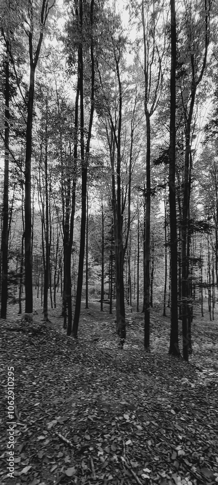 Fototapeta premium Landscapes - Forest - Europe, Romania, Suceava region