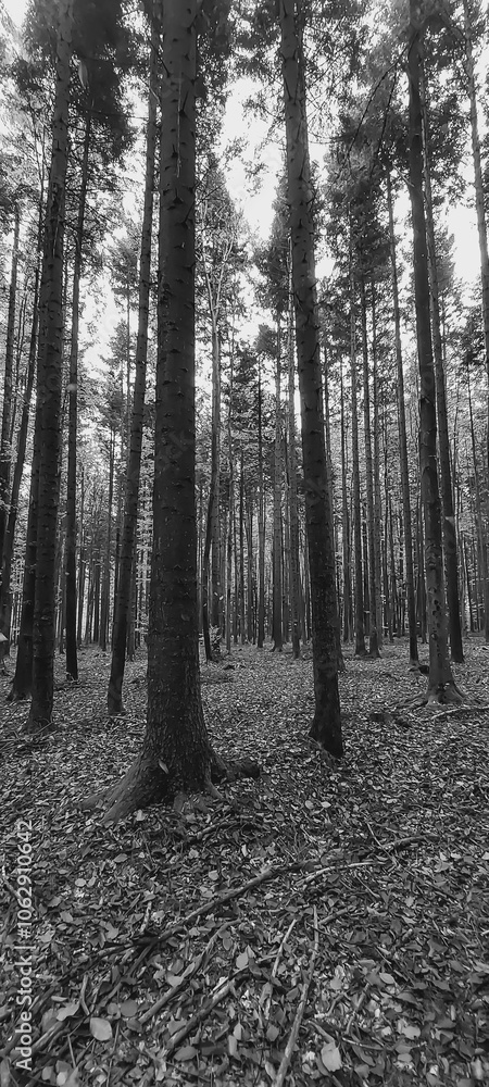 Obraz premium Landscapes - Forest - Europe, Romania, Suceava region
