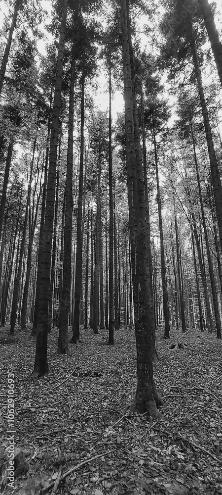 Landscapes - Forest - Europe, Romania, Suceava region Landscapes - Forest - Europe, Romania, Suceava region