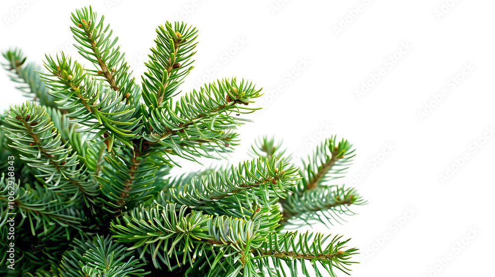 Closeup of Christmas-tree background. Christmas holidays composition on white background with copy space for your text Closeup of Christmas-tree background. Christmas holidays composition on white background with copy space for your text