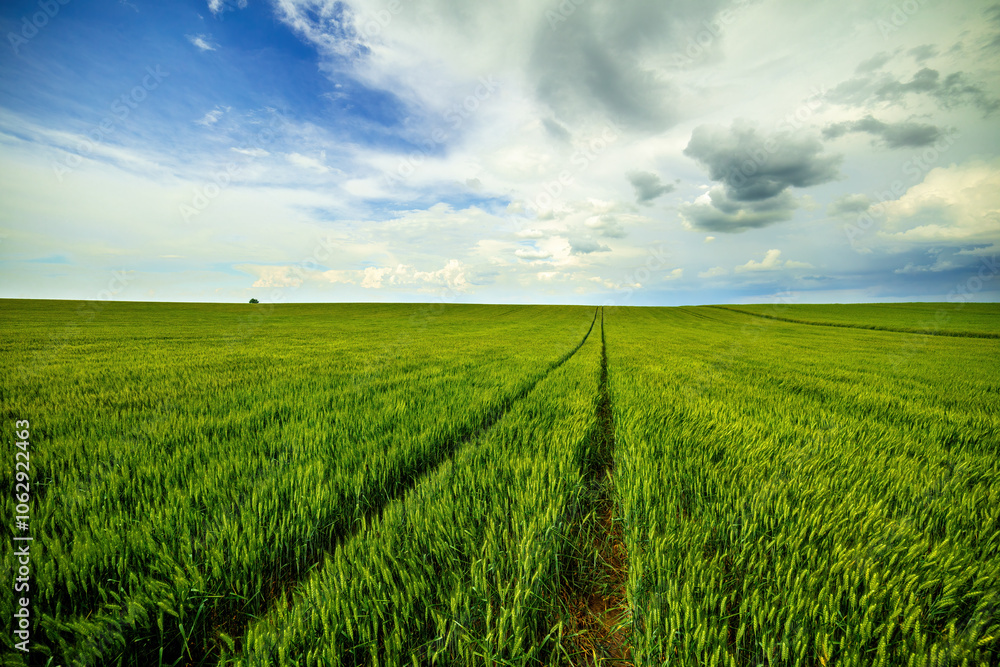 Lush green wheat stalks dominate this vast agricultural field under a dynamic sky Lush green wheat stalks dominate this vast agricultural field under a dynamic sky