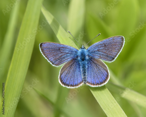 Male Common Blue butterfly sitting on grass