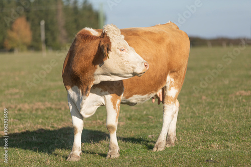 Obraz na płótnie Close up profile portrait of cow. Calm animal taken from below. Side face w salonie