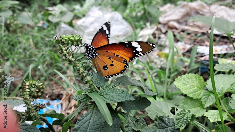 Plain Tiger Butterfly on a Plant Plain Tiger Butterfly on a Plant