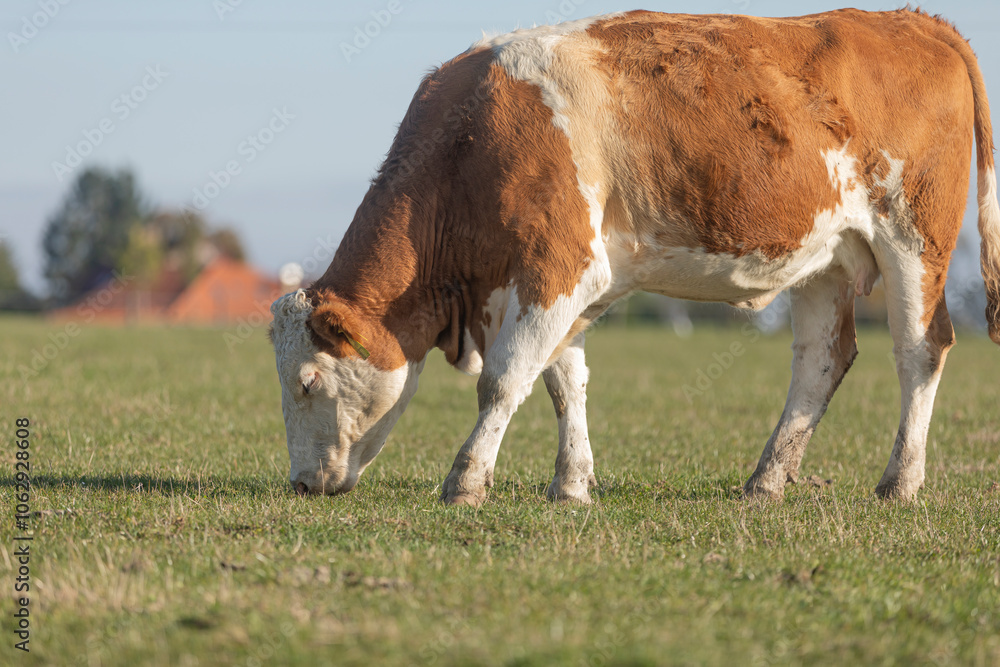 Red mottled cow grazing grass on pasture. Beautiful sunny day.