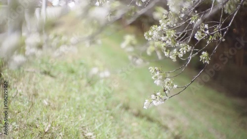 Roadside cherry branches illuminated by the lights of passing cars (1)