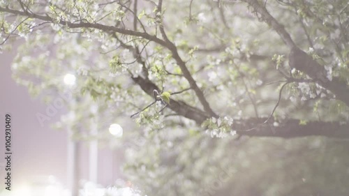 Roadside cherry branches illuminated by the lights of passing cars (3)