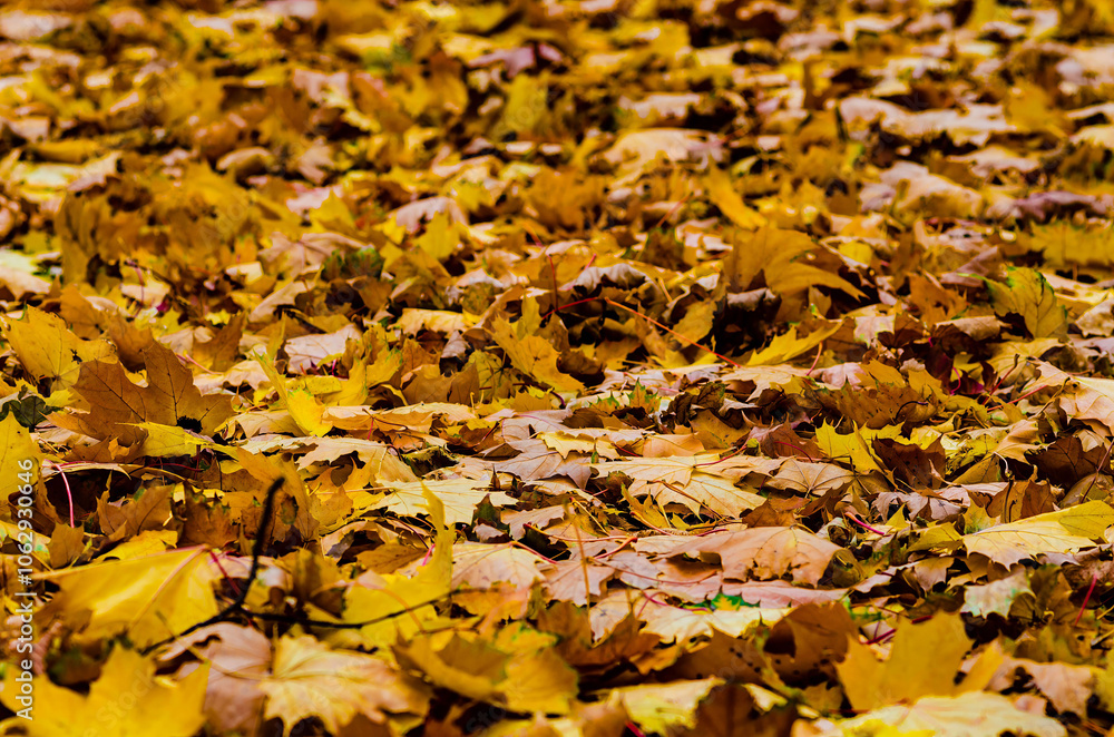 Autumn Carpet: Golden yellow and brown leaves covering the ground create a bright and warm landscape symbolizing the arrival of autumn and the beauty of nature at this time of year Autumn Carpet: Golden yellow and brown leaves covering the ground create a bright and warm landscape symbolizing the arrival of autumn and the beauty of nature at this time of year