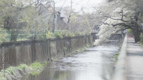 River, sakura and railroad, scenery of a Japanese downtown in spring