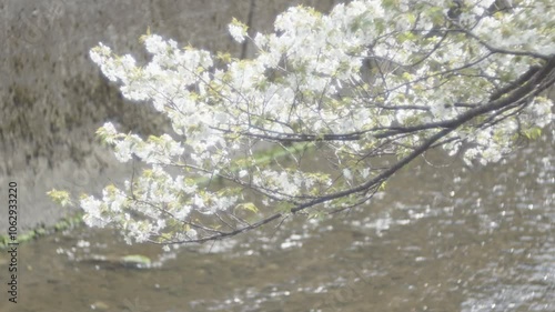 A pure white cherry tree blooming by the river
