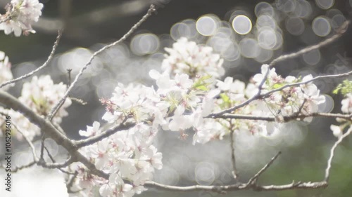 Close-up of a cherry blossom branch shining fantastically white (5)