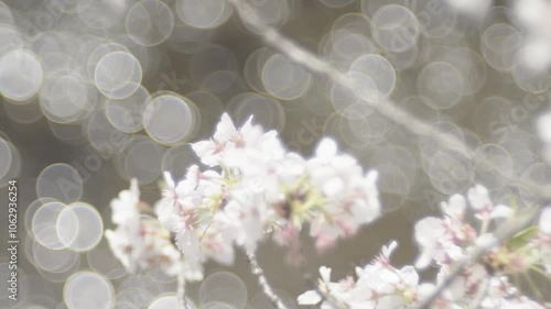 Close-up of a cherry blossom branch shining fantastically white (2)