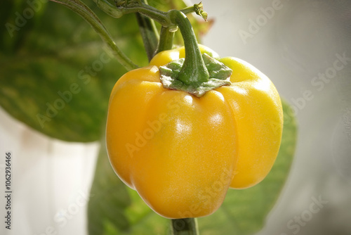 Yellow sweet pepper ripening fruits