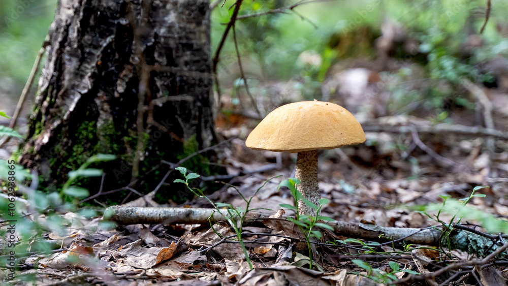 Fototapeta premium beautiful mushroom in a forest clearing