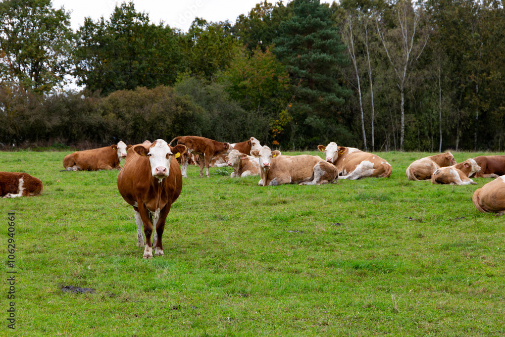 Cows grazing in the pasture