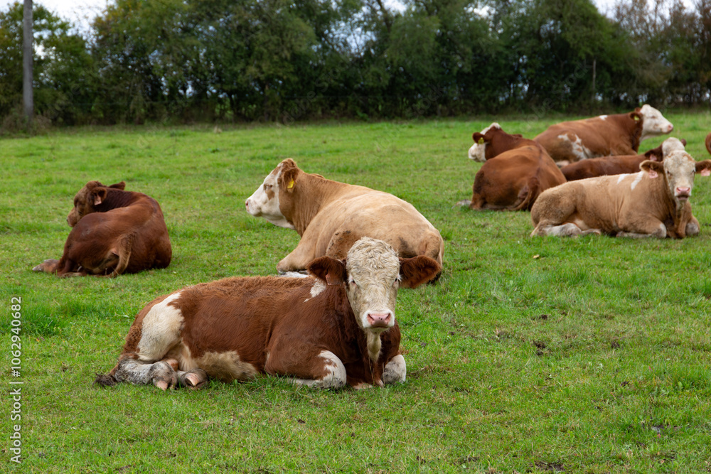 Cows grazing in the pasture