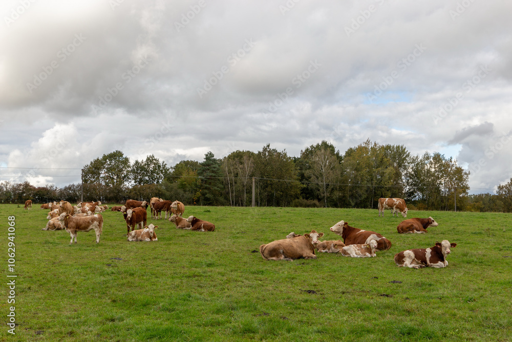 Cows grazing in the pasture