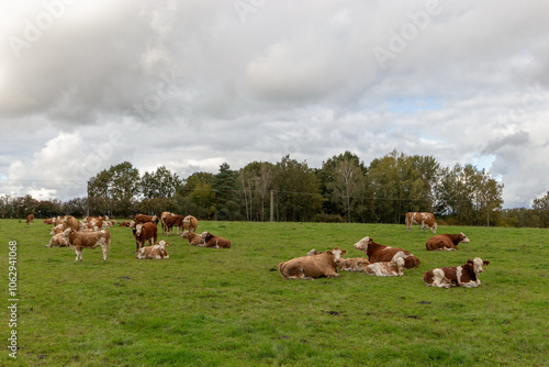 Cows grazing in the pasture