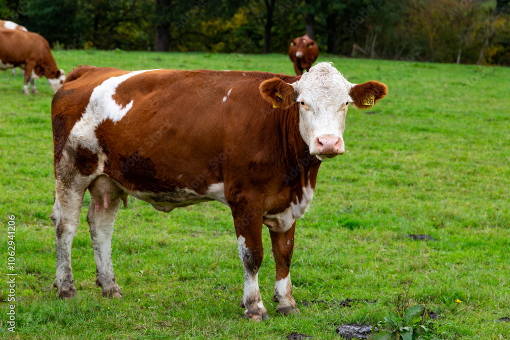 Cows grazing in the pasture
