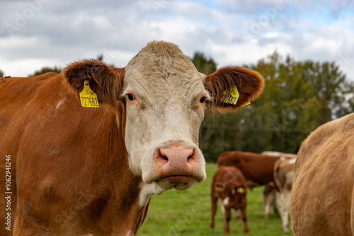 Cows grazing in the pasture