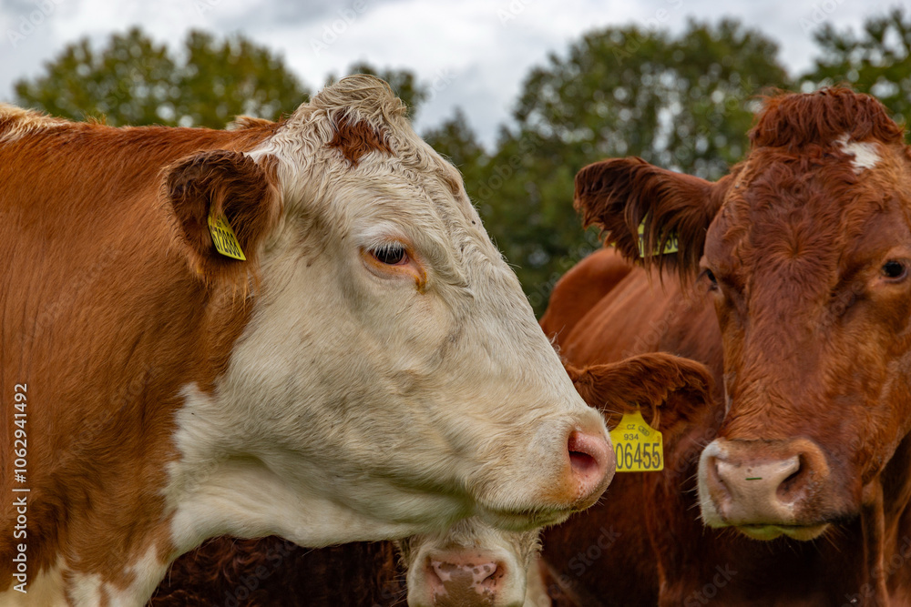 Cows grazing in the pasture