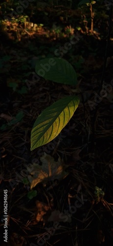Leaves, contrast photo