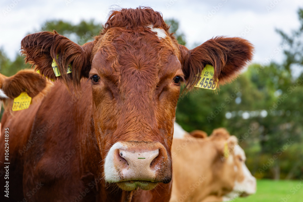 Cows grazing in the pasture