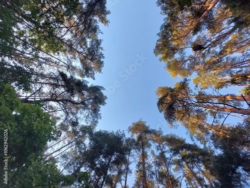Trees, symmetry photo