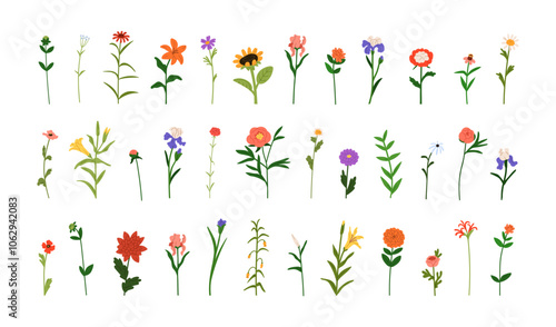 Floral set. Field blooms, meadow blossoms, garden plants. Spring and summer decorations. Botanical natural decorative branches, simple sprigs. Flat vector illustration isolated on white background