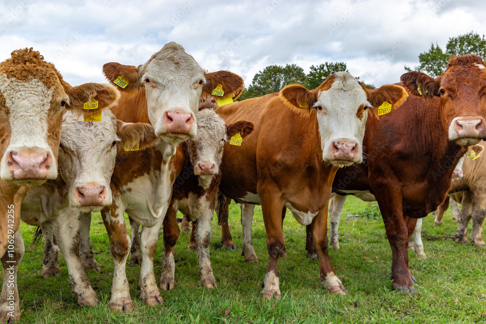 Cows grazing in the pasture